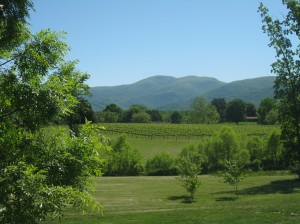 view from the Veritas porch